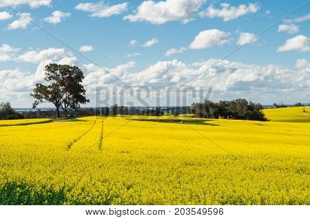 Field of golden canola crops north of Benalla in north-eastern Victoria Australia