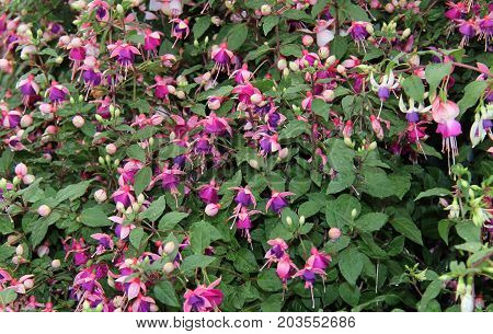 A Beautiful Floral Background of Purple Fuscia Flowers.