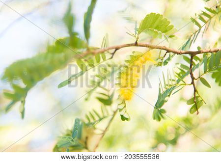 Beautiful yellowe caterpillar on a green plant in the garden.