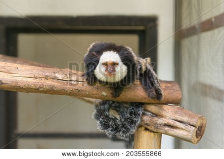 Geoffroy's Marmoset Monkey Sitting On Tree In Zoo