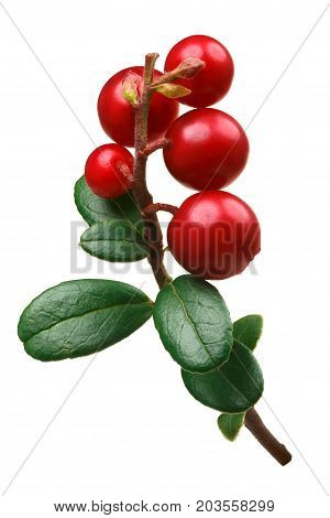 Lingonberry Vaccinium Vitis-idaea, Paths