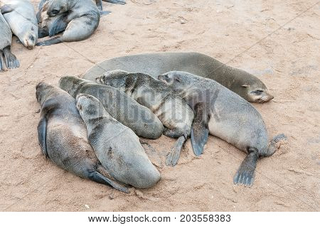 A creche of Cape Fur Seal pups Arctocephalus pusillus at Cape Cross on the Skeleton Coast of Namibia