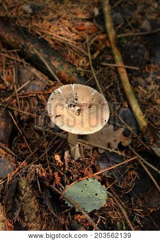 Gymnopus peronatus/ This is inedible mushroom - gymnopus peronatus.