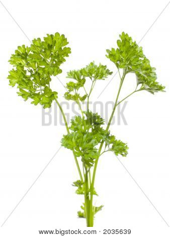 Persille (Petroselinum Crispum)
