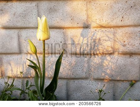 The amazing nature of yellow white tulip blossoming under the sunlight in the middle of a summer or spring landscape. Natural flowers bloom decoration near the wall as a background.