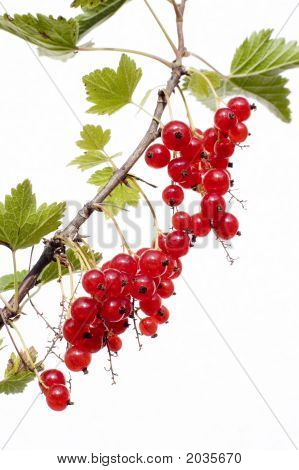 Ribes rosso