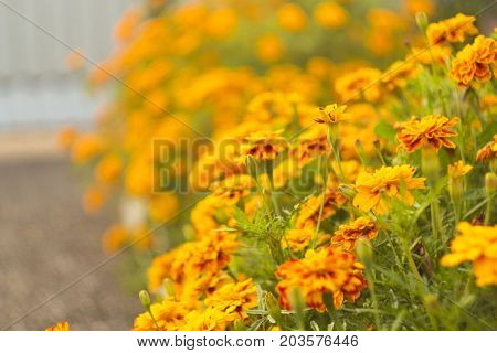 orange small flowers closeup with blurred background