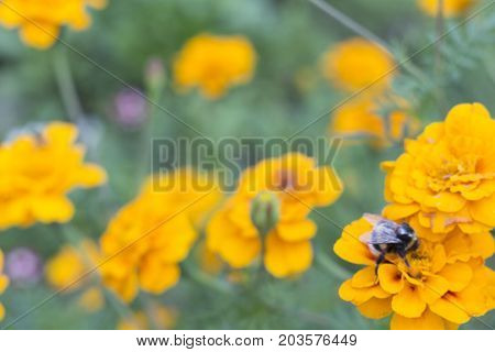 orange small flowers closeup with blurred background
