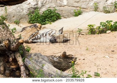 Striped Hyena Rest After Night Hunting