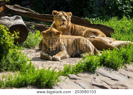 Lion Pride Rests After Hunting