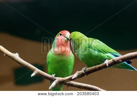 Yellow-naped Amazon Parrot Amazonia National Park In The Territory Of Itaituba Municipality In The S