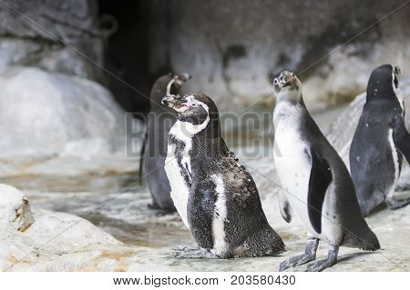 Humboldt Penguin In A Cave On The Rocky Shore Of The Paracas National Park In The Ica Region, Peru