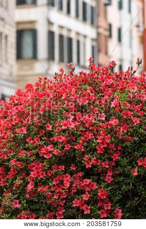 Geranium flowers the historic city center of Verona. Italy