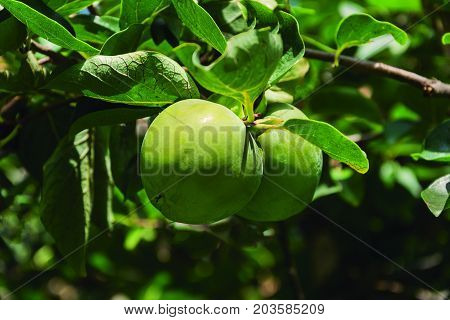 Kakis without ripening.
Branch with two fruits called kakis that until the winter will not mature.