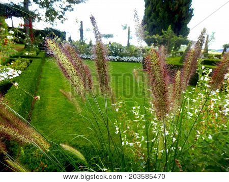 Country garden seen through a clump of Pennisetum Setaceum ornamental grass. Also known as African Fountain Grass and Purple or Ruby Fountain Grass.