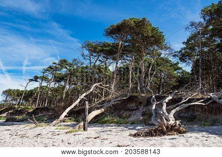 Trees on shore of the Baltic Sea.