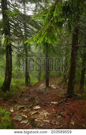 Misty pine forest on the mountain slope in a nature reserve. Fog in the forest.
