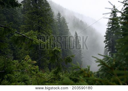 Misty pine forest on the mountain slope in a nature reserve. Fog in the forest.