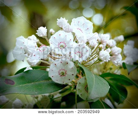 Wild Mountain Laurel Blooms in a Kentucky forest