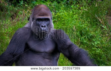 Silverback gorilla relaxing and loogking proud at camera