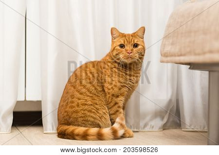 Red-haired adult cat sitting on the floor tucking his tail