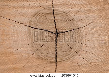 Cutting surface of a tree showing the annual rings - close-up