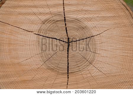 Cutting surface of a hardwood tree trunk showing the annual rings - close-up
