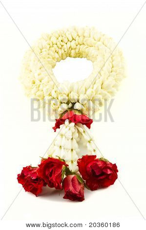 Jaśminowa Garland na białym tle