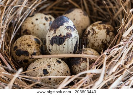 quail eggs in a nest and laid out around it border on wooden background.