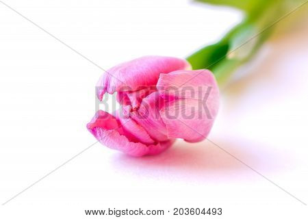 Close up of pink tulip on white background.