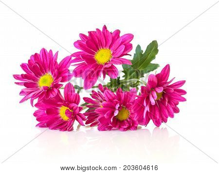 Pink Chrysanthemums On The White Table Background.