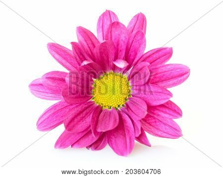 Close up of pink chrysanthemums on white background.