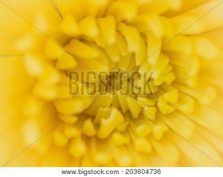 Close Up Of Yellow Chrysanthemum Soft Filter.