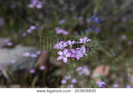 Close Up Of Purple Wilflower In Spring Time.