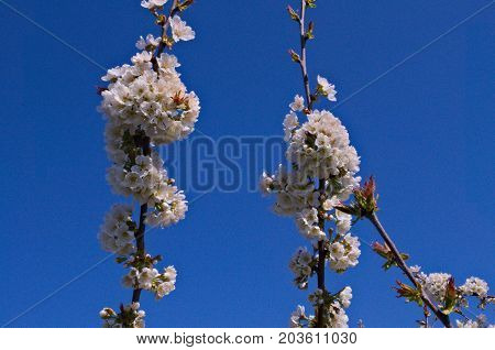Peach trees flowers blooming in orchard at spring