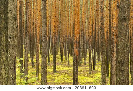Background: pine forest. Wall of gray-yellow straight pine trunks without branches the ground is covered with bright green moss.