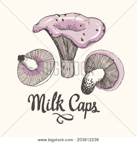 Vector illustration with mushrooms in sketch style. Hand-drawn milk caps on white background. Autumn forest harvest.