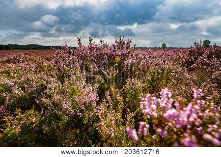 Blooming of beautiful heather flowers natural seasonal floral background on Dutch Veluwe renderklippe Heerde Epe