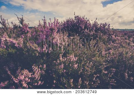 Blooming of beautiful heather flowers natural seasonal floral background on Dutch Veluwe renderklippe Heerde Epe