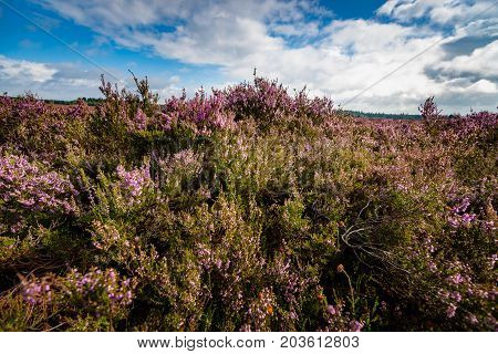 Blooming of beautiful heather flowers natural seasonal floral background on Dutch Veluwe renderklippe Heerde Epe