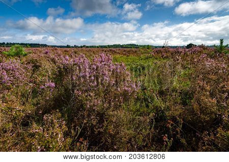 Blooming of beautiful heather flowers natural seasonal floral background on Dutch Veluwe renderklippe Heerde Epe