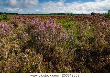 Blooming of beautiful heather flowers natural seasonal floral background on Dutch Veluwe renderklippe Heerde Epe