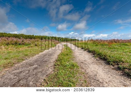 Sandpath in a pine forest with a lone birch tree. Nature landscape in the Netherlands with beautiful flowering heath full of purple flowers. Impressive white clouds with blue skies form a spectacular Dutch cloudy sky. A typical Dutch nature area captured