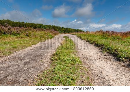 Sandpath in a pine forest with a lone birch tree. Nature landscape in the Netherlands with beautiful flowering heath full of purple flowers. Impressive white clouds with blue skies form a spectacular Dutch cloudy sky. A typical Dutch nature area captured