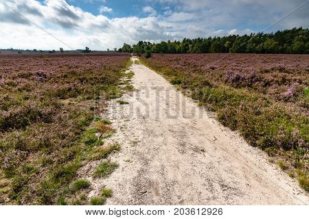 Sandpath in a pine forest with a lone birch tree. Nature landscape in the Netherlands with beautiful flowering heath full of purple flowers. Impressive white clouds with blue skies form a spectacular Dutch cloudy sky. A typical Dutch nature area captured