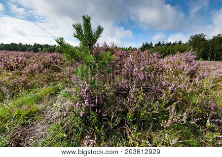 Blooming heath in September with fresh green pine trees on the Dutch Veluwe Renderklippen Heerde Epe.