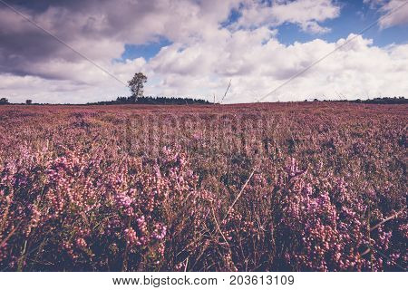 View of Blooming heath landscape in September. Dutch Veluwe. Beautiful pile of clouds with Dutch skies. Renderklippen Heerde Epe.