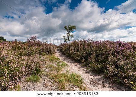 Sandpath in a pine forest with a lone birch tree. Nature landscape in the Netherlands with beautiful flowering heath full of purple flowers. Impressive white clouds with blue skies form a spectacular Dutch cloudy sky. A typical Dutch nature area captured
