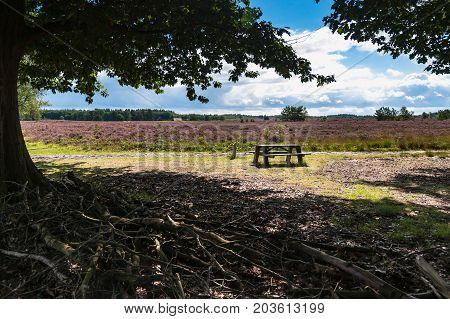 Peace of mind in the woods for walkers or nature lovers with a great beautiful view over the thriving heath called purple flowers.