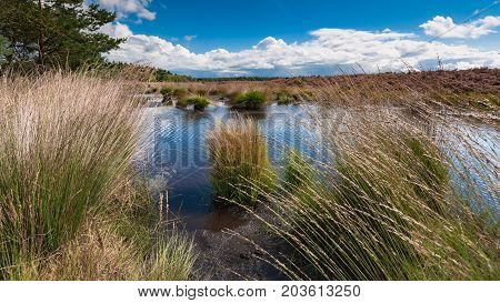 High grass along a water pool with wildlife tracks in the mud. Reflection in the water with Dutch white clouds in the sky Veluwe Heerde Epe Renderklippen.